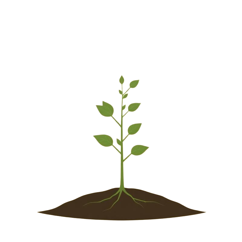 Growing sapling